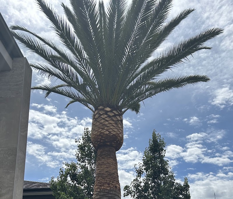 Adelaide Arborists tree services work in Lonsdale
