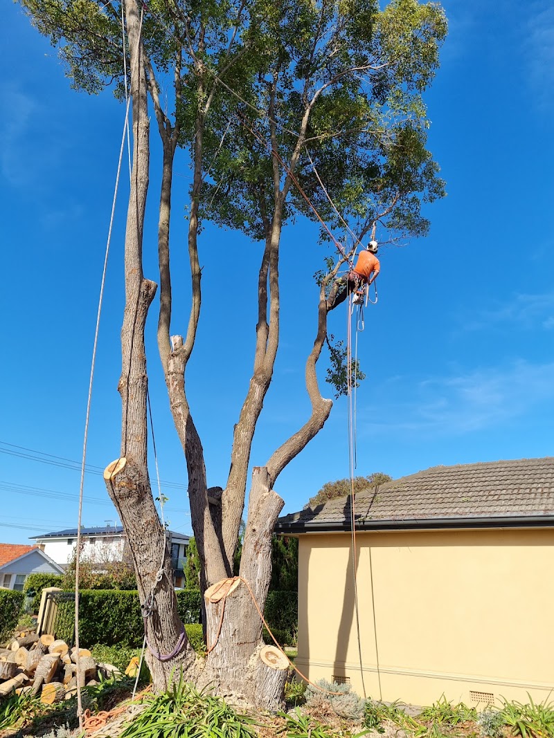 Adelaide Trees and Gardens