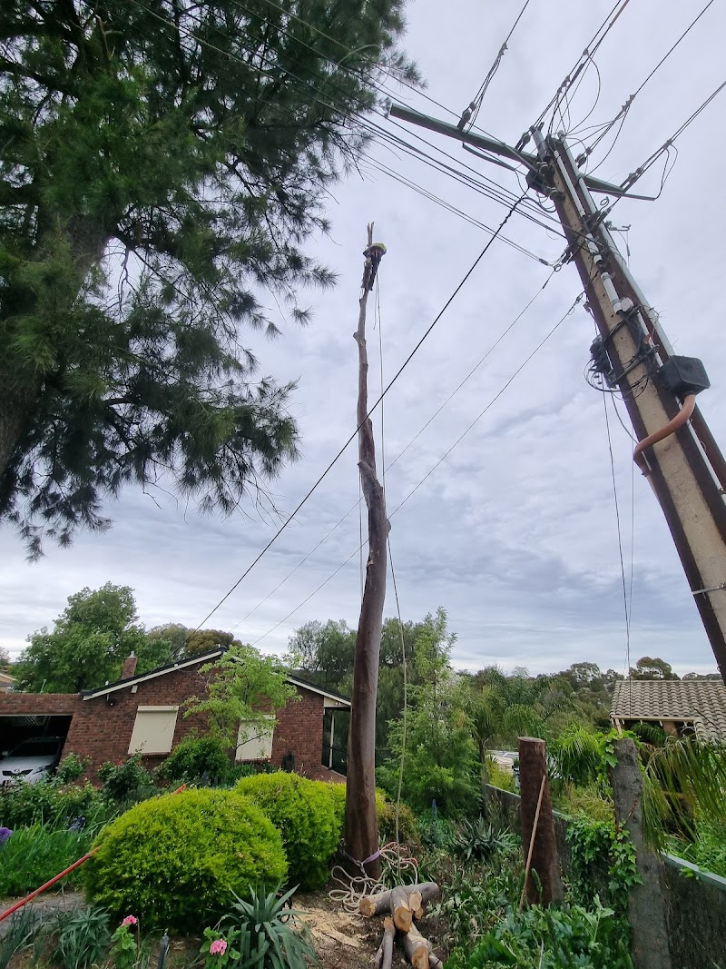 Adelaide Trees and Gardens tree services work in Clarence Gardens