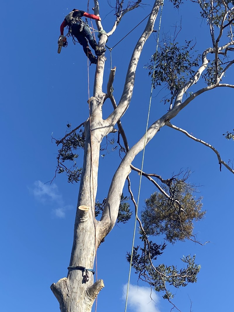 All About Tree Services QLD tree services work in Elanora