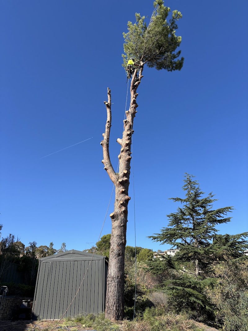 Australian Heritage Tree Works tree services work in Felixstow