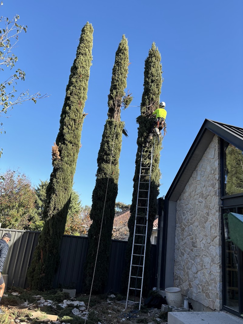 Australian Heritage Tree Works tree services work in Felixstow
