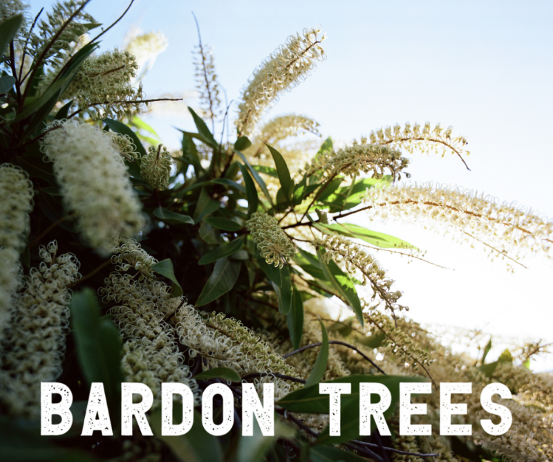 Bardon Trees tree services work in Paddington