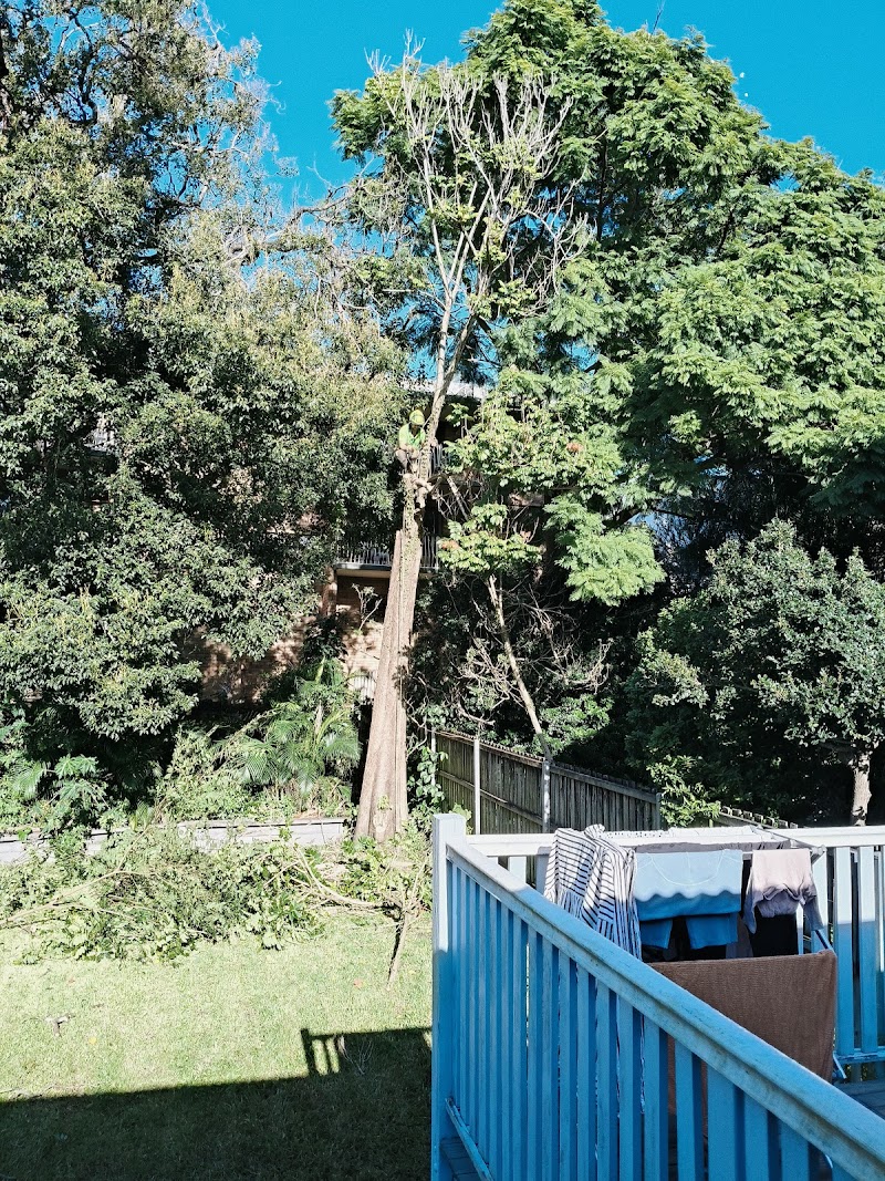 Bardon Trees tree services work in Paddington