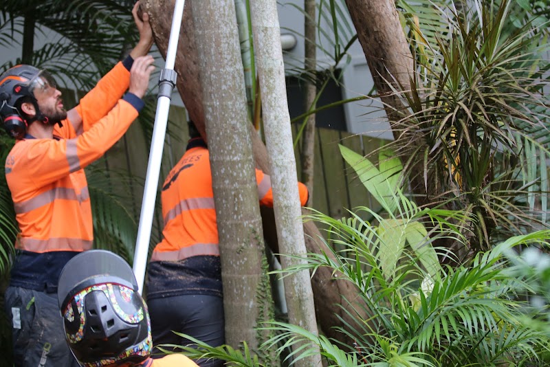 Bardon Trees tree services work in Paddington
