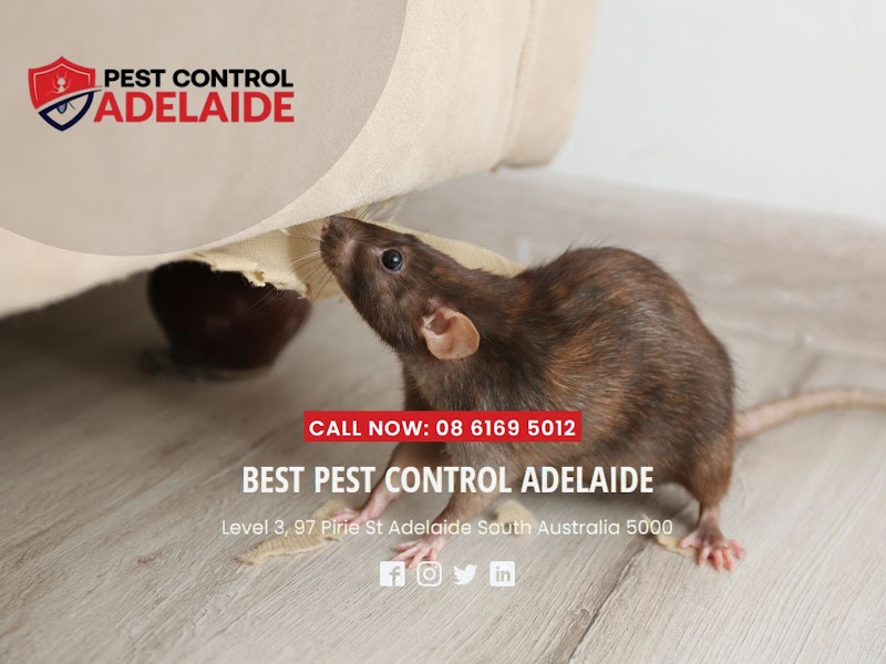 Best Pest Control Adelaide pest control work in Adelaide