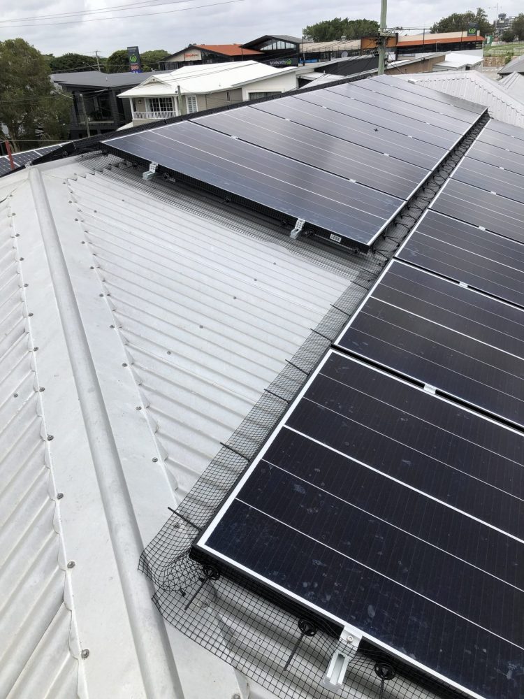 Blue Chip Termite & Pest Control pest control work in Kedron
