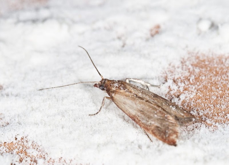 Blue Chip Termite & Pest Control pest control work in Kedron