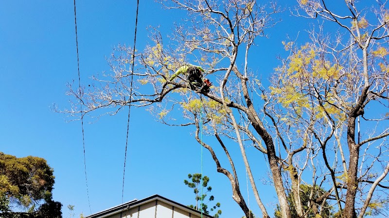 Brisbane Trees and Gardens tree services work in Archerfield