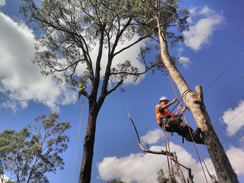 Brisbane Trees and Gardens tree services work in Archerfield