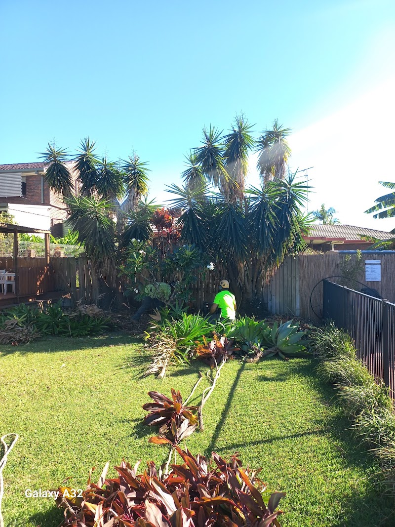 Cheaper Than All The Rest Tree Lopping tree services work in Upper Mount Gravatt