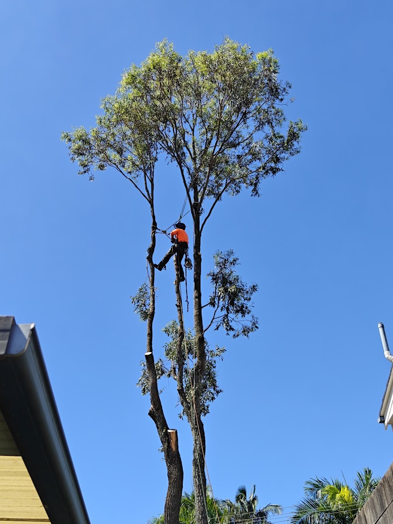 Cheaper Than All The Rest Tree Lopping tree services work in Upper Mount Gravatt
