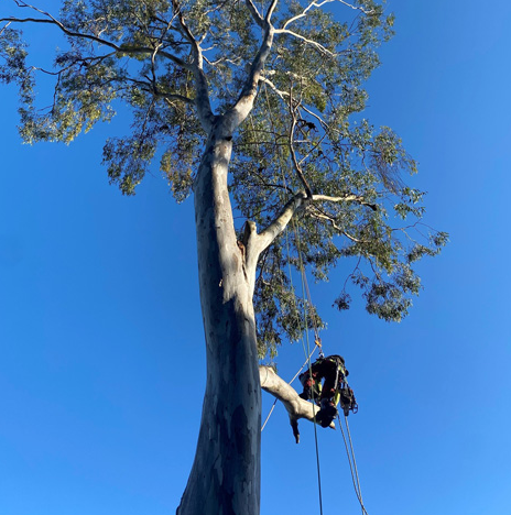 Clean Cut Tree Services