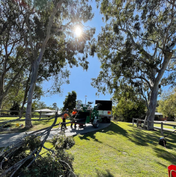 Clean Cut Tree Services tree services work in Molendinar