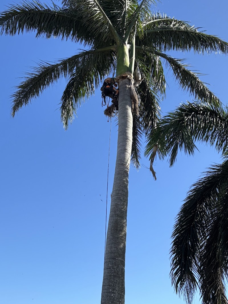 Clean Cut Tree Services tree services work in Molendinar
