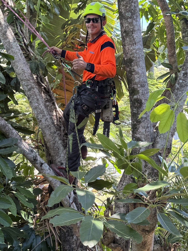 Clean Cut Tree Services tree services work in Molendinar