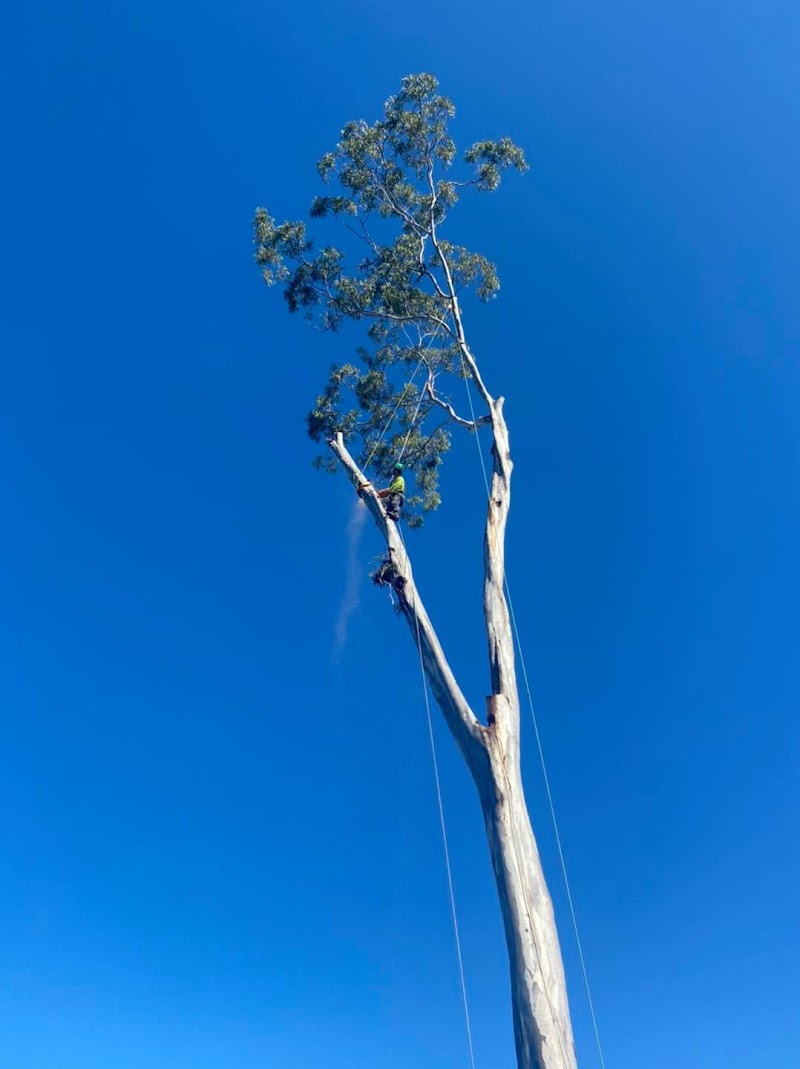 Frontier Tree Services