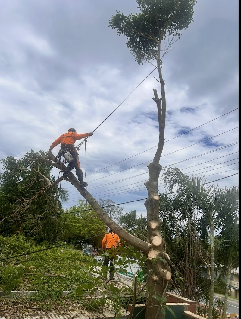 Frontier Tree Services tree services work in Molendinar