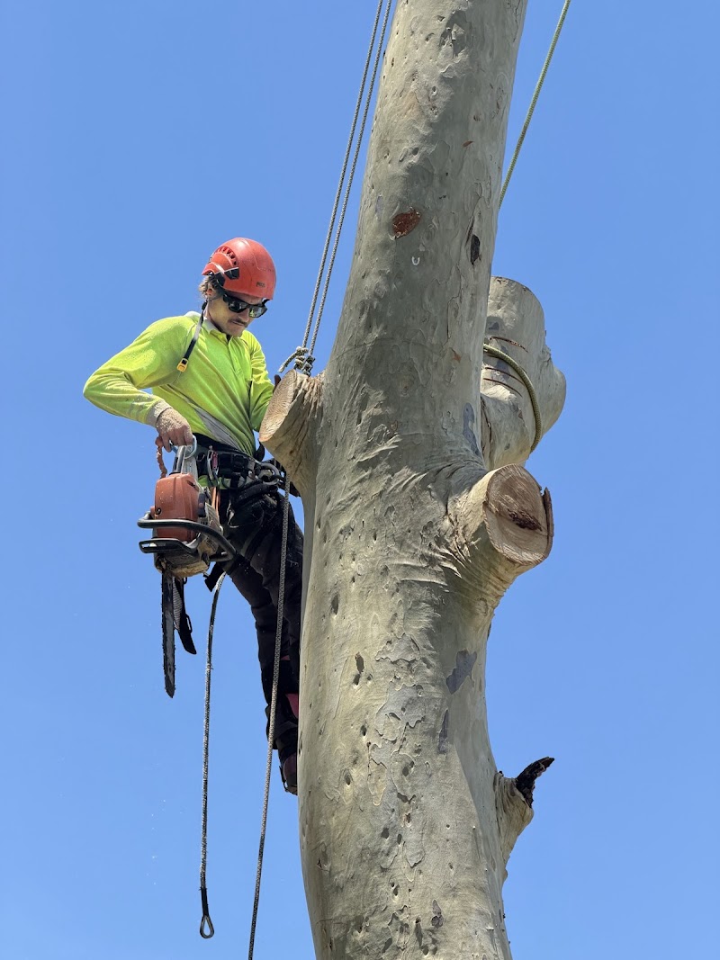 Frontier Tree Services tree services work in Molendinar