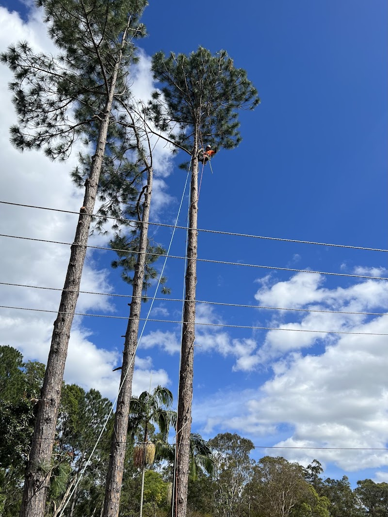 GC Tree Solutions tree services work in Ashmore