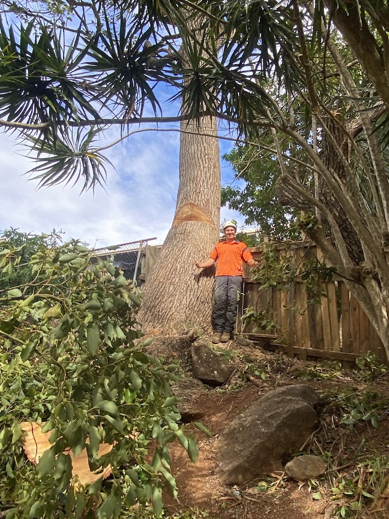 Gold Coast Arborists tree services work in Burleigh Heads