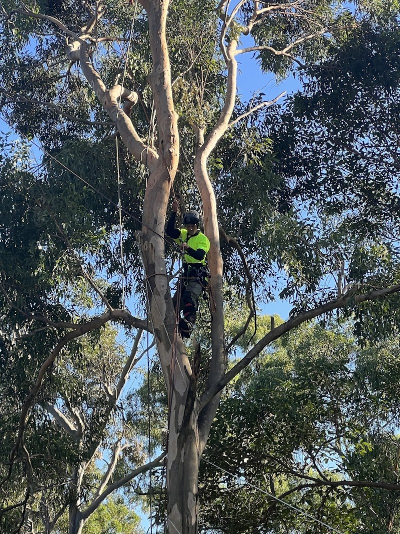 JC Tree Services tree services work in Gaven