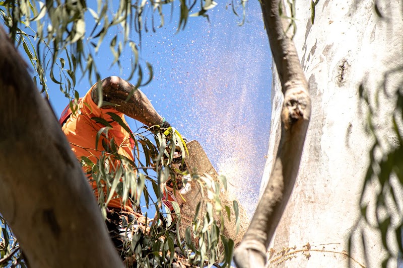 JC Tree Services tree services work in Gaven