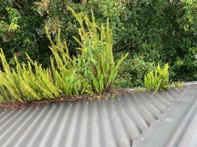 Joe's Gutter Cleaning & Maintenance gutter cleaning work in Currumbin Waters