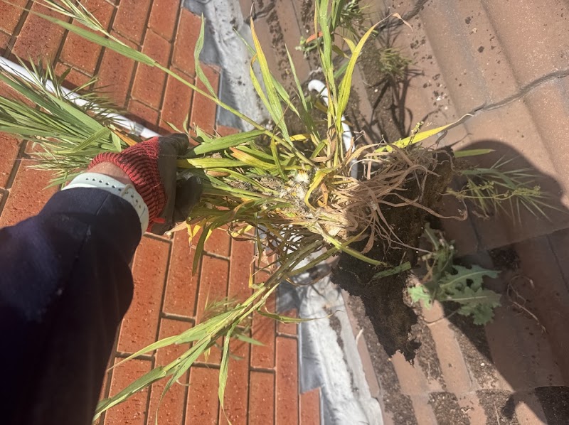 Leaf it 2 us gutter cleaning work in Adelaide