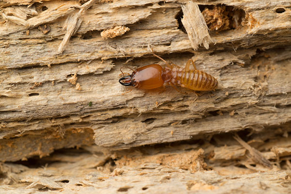 Lethal Pest Control pest control work in Southport