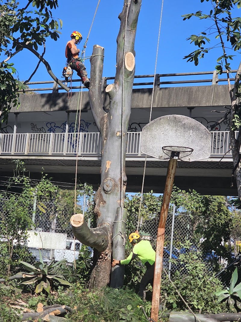 Mint Tree Services tree services work in Miami