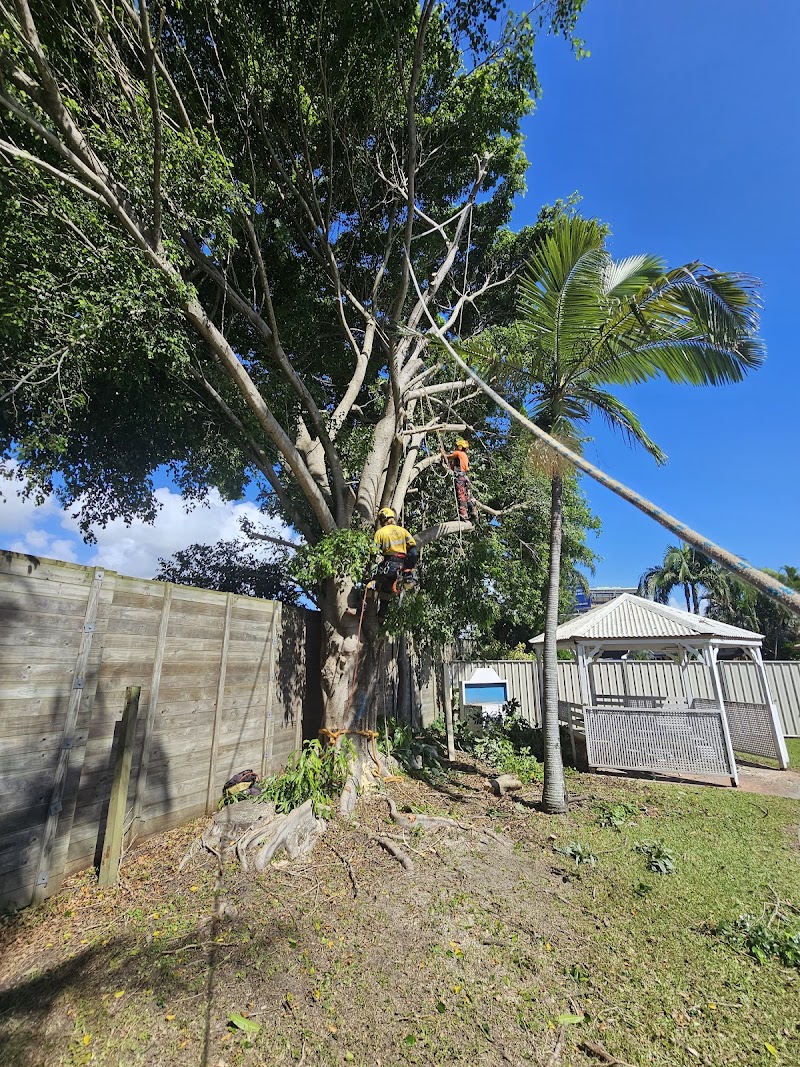 Mint Tree Services tree services work in Miami