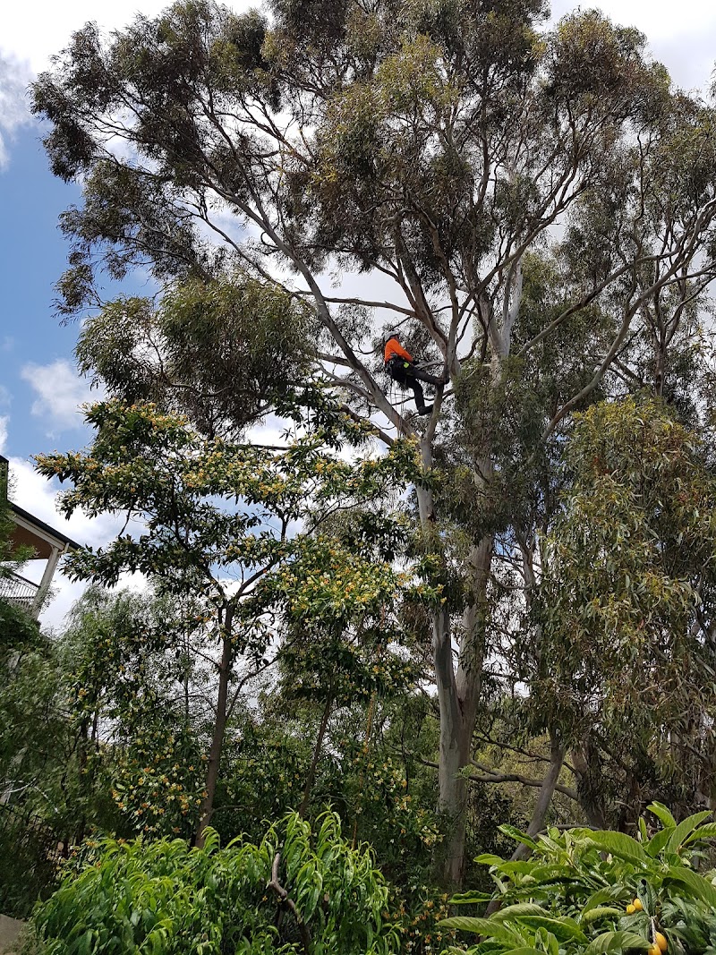 Saladin Tree Solutions