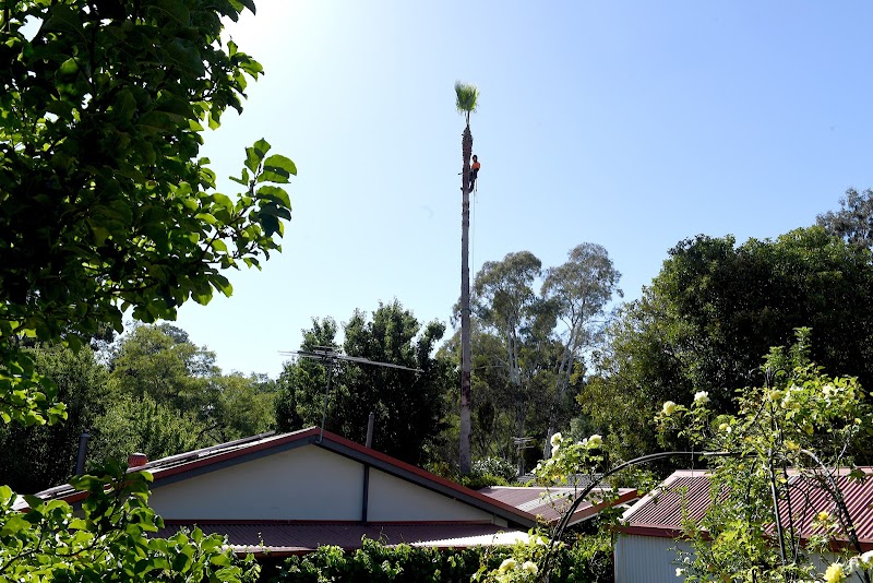 The Adelaide Tree Surgery tree services work in Black Forest