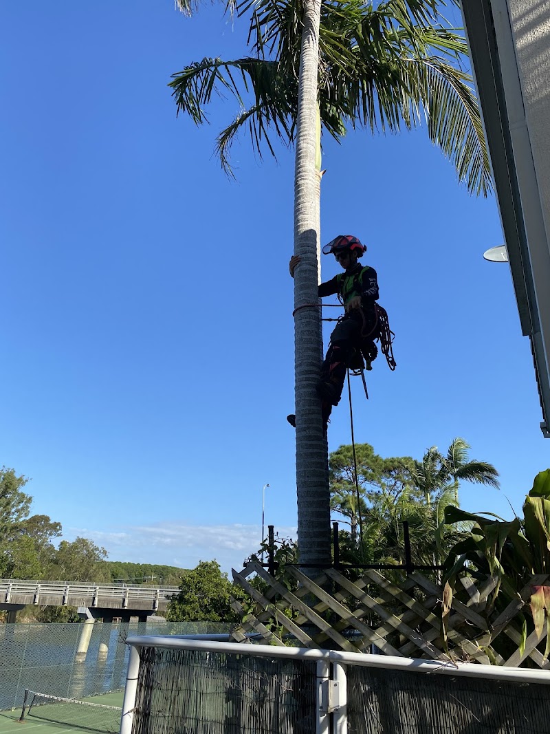 Tree Essence tree services work in Nerang