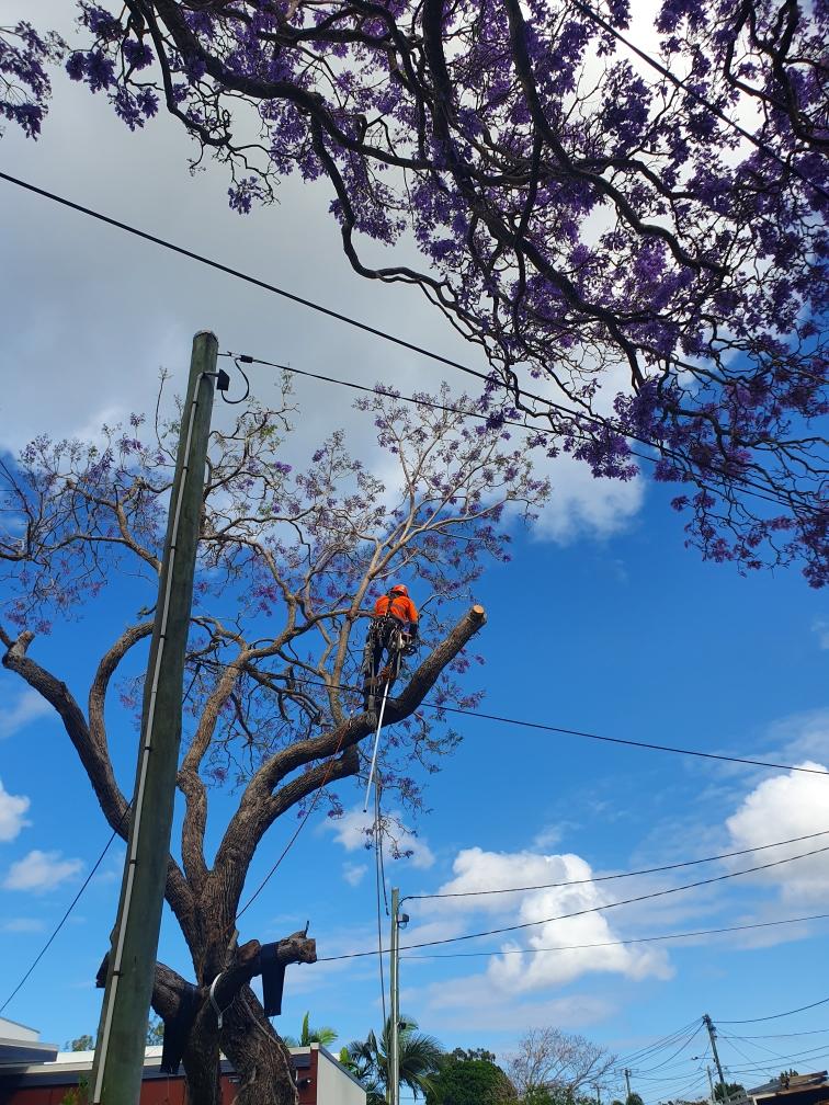 Tree Lopping Gold Coast