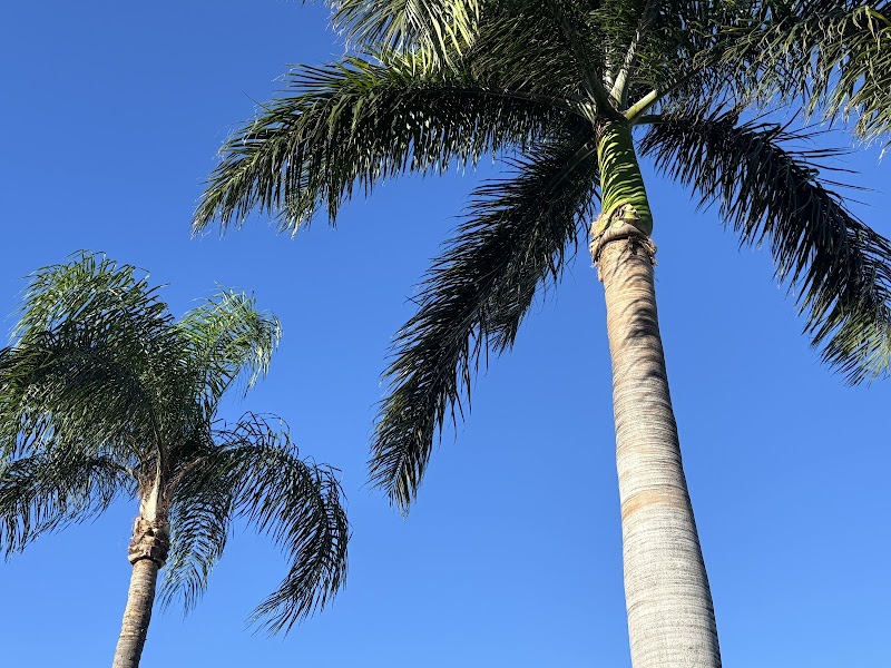 Tree Lopping Gold Coast tree services work in Upper Coomera
