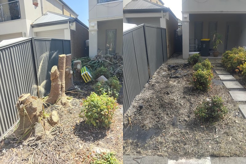 Tree Removal Adelaide tree services work in Hindmarsh