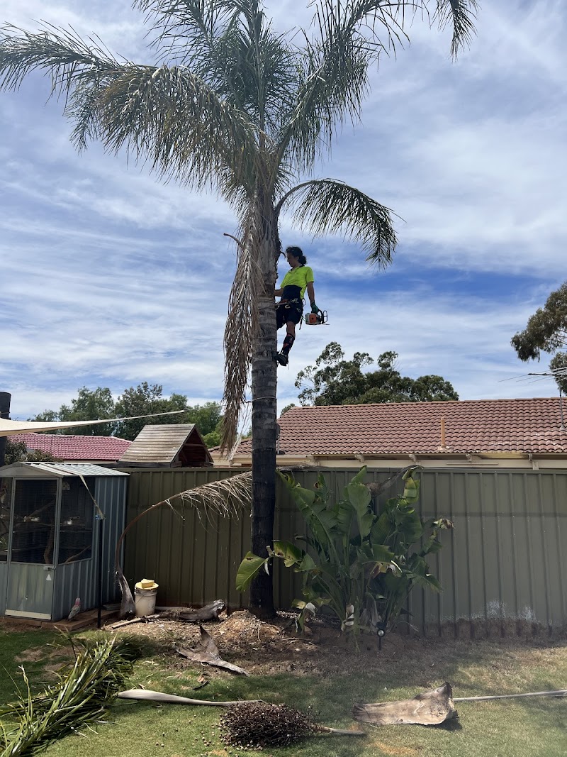 Tree Removal Adelaide tree services work in Hindmarsh