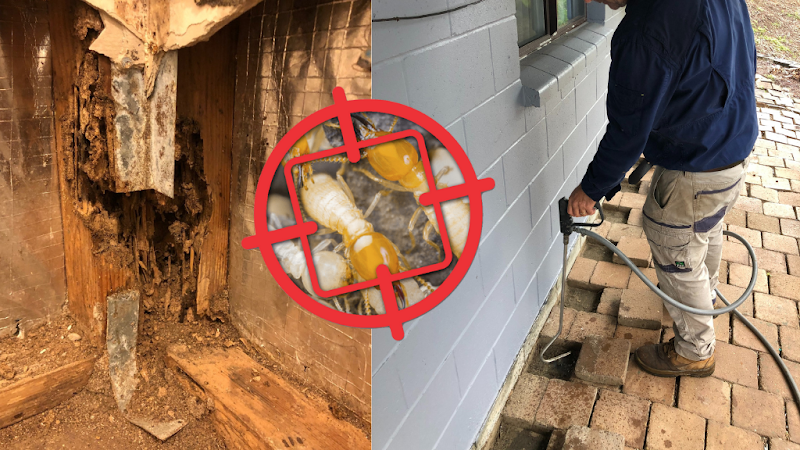 Zapem Pest Management Gold Coast